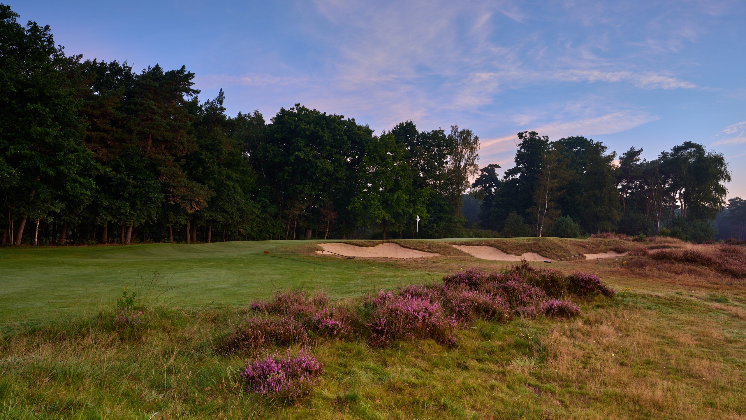 Hole 8 van The Duke met bloeiende heide, zandbunkers en een vlag op de green, omringd door bomen