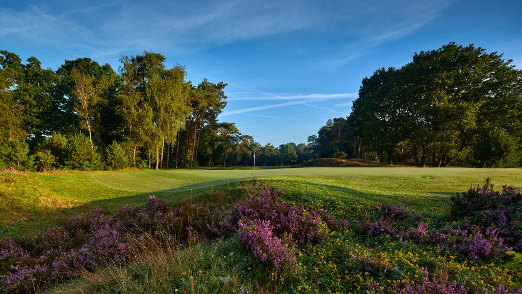 Green van hole 16 op The Duke, met bloeiende paarse heide op de voorgrond en bomen rondom
