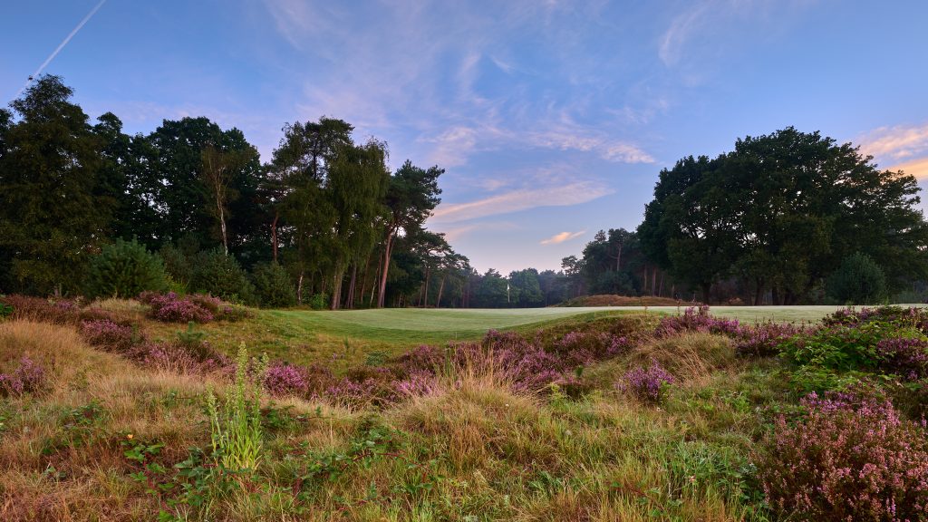 Hole 16 van The Duke, met paarse heide op de voorgrond en bomen rond de golfbaan onder een lichtbewolkte lucht